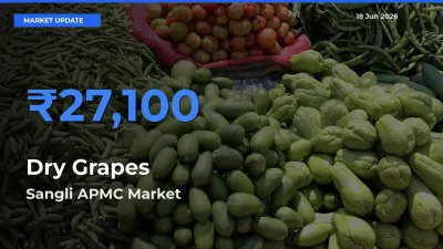 Market Watch: Sangli APMC Becomes Top Mandi for Dry Grapes