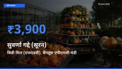 बिन्नी मिल (एफएंडवी), बेंगलुरु एपीएमसी मंडी में आज सुवर्णा गद्दे (सूरन) के सबसे ऊँचे दाम दर्ज
