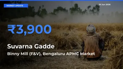 Top Performer! Binny Mill (F&V), Bengaluru APMC Offers Best Suvarna Gadde Price Today