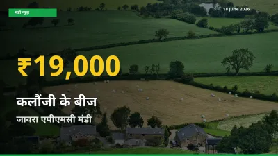 कलौंजी के बीज के दामों में रिकॉर्ड तेज़ी, जावरा एपीएमसी