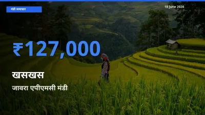 बाज़ार संकेत: जावरा एपीएमसी बना खसखस के लिए आज की टॉप मंडी