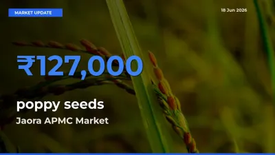Jaora APMC Tops poppy seeds Mandi Rates Today