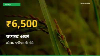 कोलार एपीएमसी में चप्परद अवरे ₹6,500 पर पहुँचा – अब तक का उच्चतम भाव