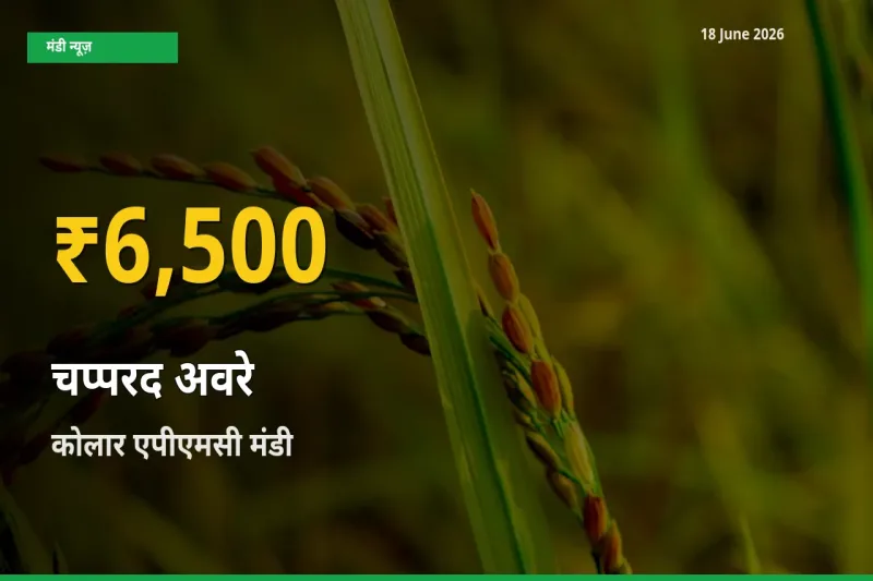 कोलार एपीएमसी में चप्परद अवरे ₹6,500 पर पहुँचा – अब तक का उच्चतम भाव