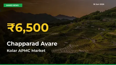 Why Chapparad Avare Prices Are Climbing in Kolar APMC – Today’s New High Explained