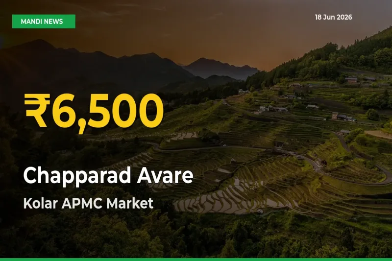 Why Chapparad Avare Prices Are Climbing in Kolar APMC – Today’s New High Explained