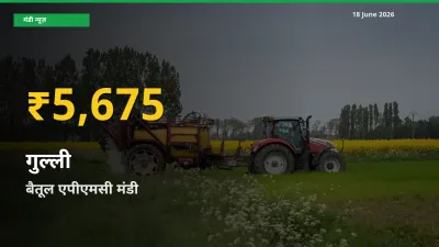 रिकॉर्ड तेज़ी! बैतूल एपीएमसी में गुल्ली ₹5,675 पर पहुँचा