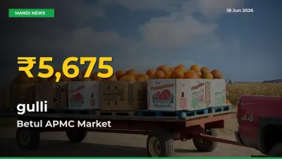 Why gulli Prices Are Climbing in Betul APMC – Today’s New High Explained
