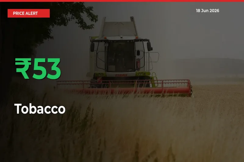 Tobacco Rises 53.29% at Mandis