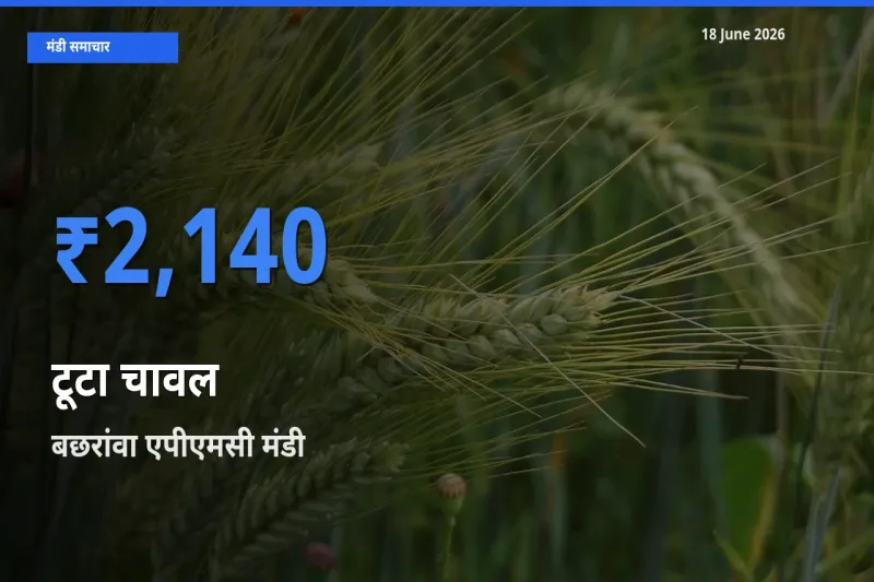टॉप मंडी बना बछरांवा एपीएमसी! टूटा चावल के सबसे ऊँचे दाम यहीं दर्ज