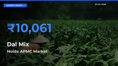 Noida APMC Tops Dal Mix Rates – June 18 Market Update