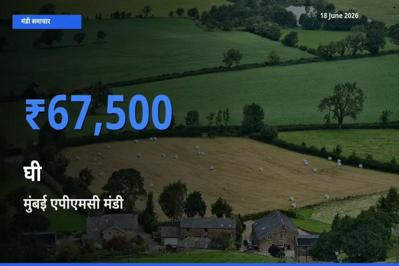 टॉप मंडी बना मुंबई एपीएमसी! घी के सबसे ऊँचे दाम यहीं दर्ज