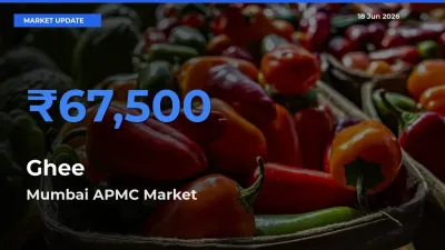 Farmers Prefer Mumbai APMC as Ghee Hits Highest Rate