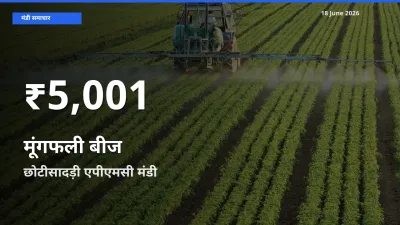 रिकॉर्ड गिरावट नहीं, लेकिन 30 दिन का न्यूनतम! छोटीसादड़ी एपीएमसी में मूंगफली बीज के दाम फिसले