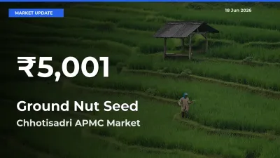 Ground Nut Seed Falls to ₹5,001 in Chhotisadri APMC – 30-Day Lowest Rate
