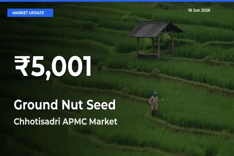 Ground Nut Seed Falls to ₹5,001 in Chhotisadri APMC – 30-Day Lowest Rate