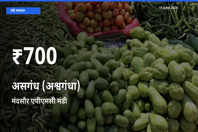 किसानों के लिए चिंता का विषय? असगंध (अश्वगंधा) के दाम मंदसौर एपीएमसी में 30 दिन के न्यूनतम स्तर पर