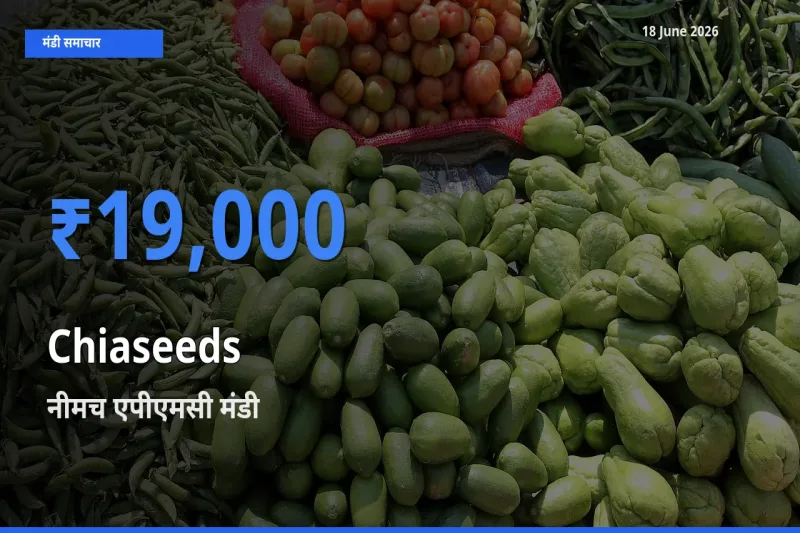 बाज़ार संकेत: नीमच एपीएमसी बना Chiaseeds के लिए आज की टॉप मंडी