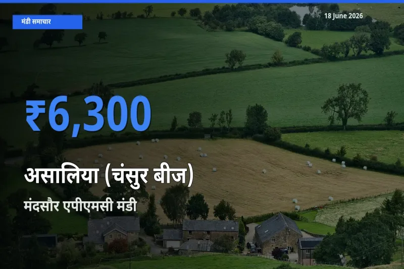 टॉप मंडी बना मंदसौर एपीएमसी! असालिया (चंसुर बीज) के सबसे ऊँचे दाम यहीं दर्ज