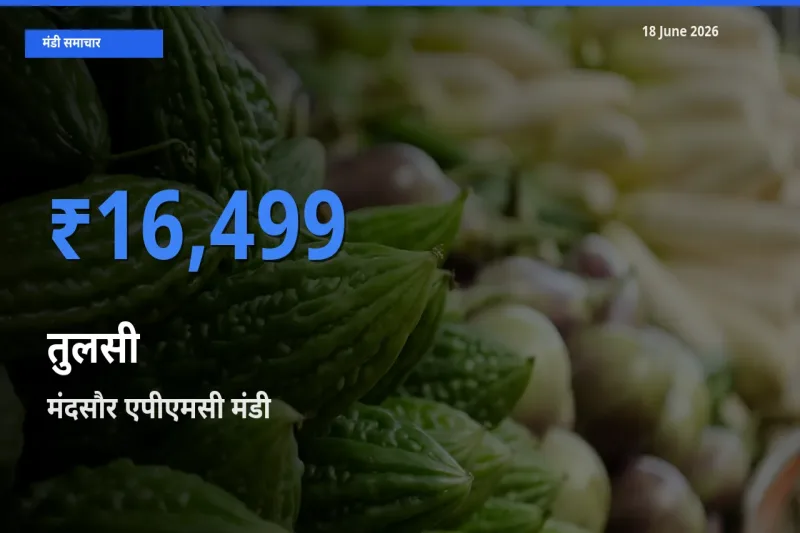 आज का मंडी भाव: तुलसी के सबसे ज़्यादा दाम मंदसौर एपीएमसी में