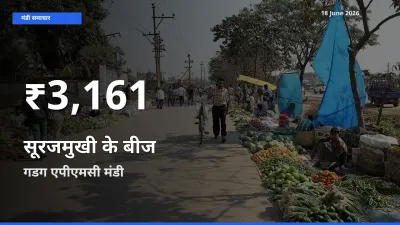 18 June अपडेट: सूरजमुखी के बीज के दाम 30 दिन के न्यूनतम स्तर पर, गडग एपीएमसी