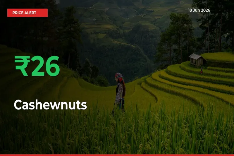 Farmers Cheer as Cashewnuts Prices Surge 25.68% in Local Mandis