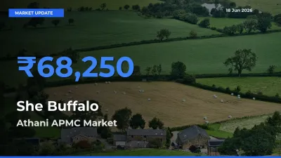 She Buffalo Mandi Rate Today: Athani APMC Tops the List