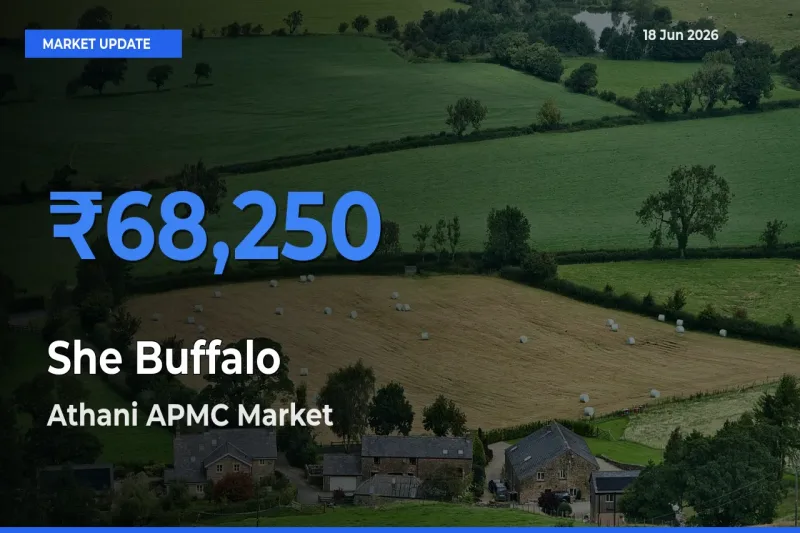 She Buffalo Mandi Rate Today: Athani APMC Tops the List