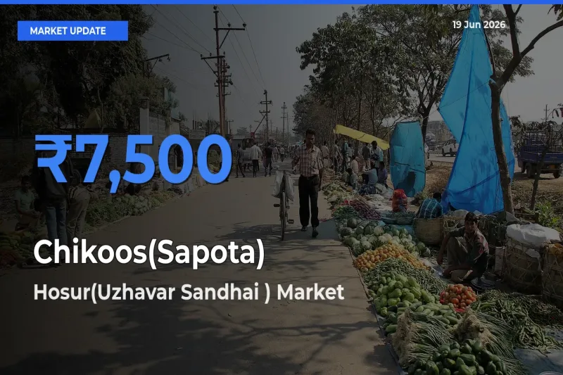 Hosur(Uzhavar Sandhai ) Offers ₹7,500 – Highest Chikoos(Sapota) Rate Today