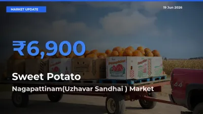 Nagapattinam(Uzhavar Sandhai ) Offers ₹6,900 – Highest Sweet Potato Rate Today
