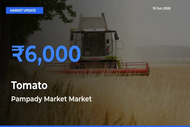 Pampady Market Leads as Top Mandi for Tomato Prices