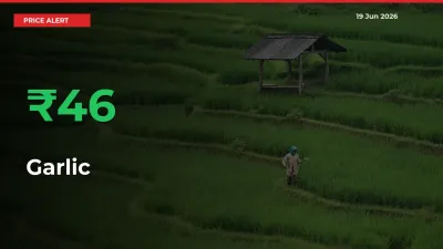 Farmers Cheer as Garlic Prices Surge 45.87% in Local Mandis