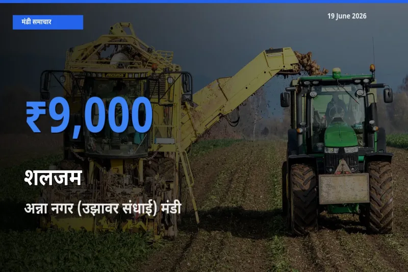 19 June अपडेट: शलजम के सबसे ऊँचे दाम अन्ना नगर (उझावर संधाई) मंडी में