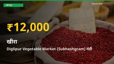 30 दिनों में सबसे ऊँचे स्तर पर खीरा के दाम, Diglipur Vegetable Market (Subhashgram) में उछाल