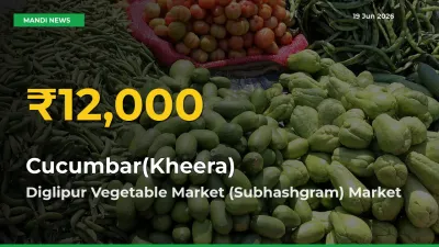 Fresh Record! Cucumbar(Kheera) Price Climbs to New High in Diglipur Vegetable Market (Subhashgram)