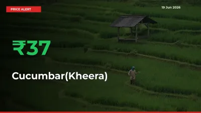 This Mandi Records 37.43% Jump in Cucumbar(Kheera) Prices