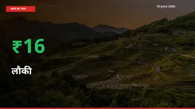 लौकी 15.53% उछला, मंडी