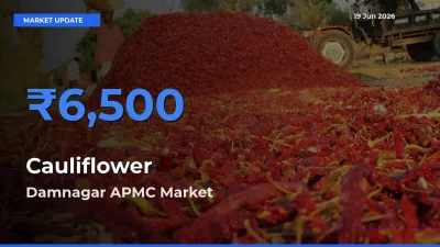 Market Watch: Damnagar APMC Becomes Top Mandi for Cauliflower