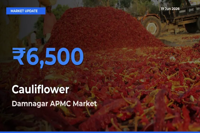 Market Watch: Damnagar APMC Becomes Top Mandi for Cauliflower