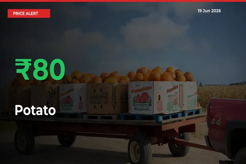 Why Potato Prices Rose 79.85% in a Day at Mandis