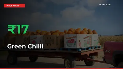 Sharp Jump! Green Chilli Prices Climb 17.27% in 24 Hours at Key Mandis