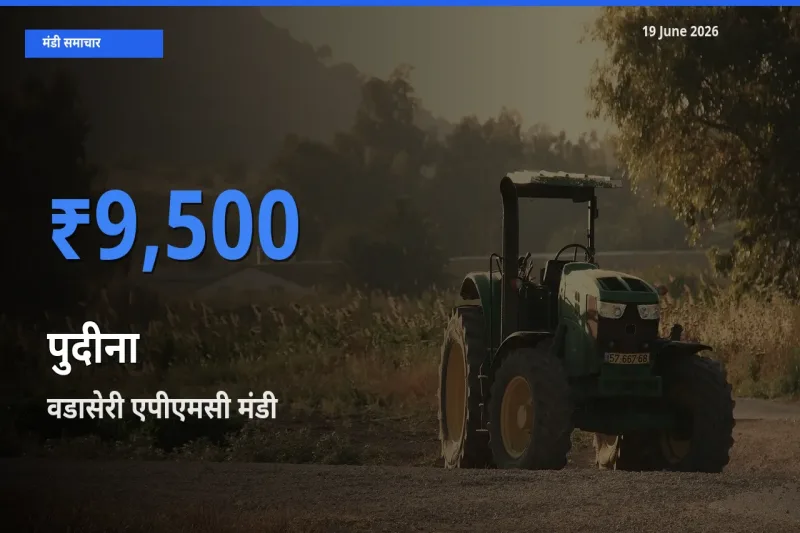 आज पुदीना के सबसे ज़्यादा दाम वडासेरी एपीएमसी मंडी में दर्ज