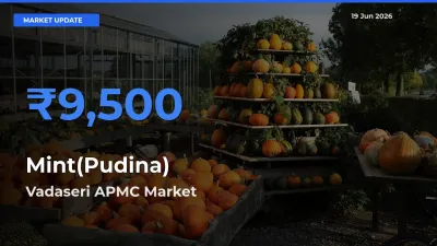 Top Performer! Vadaseri APMC Offers Best Mint(Pudina) Price Today