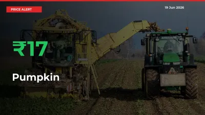 Sudden 16.72% Rally in Pumpkin Prices Across Mandis