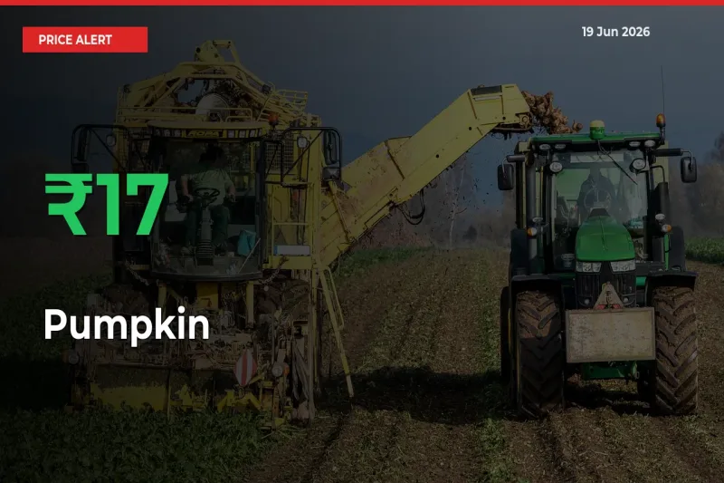 Sudden 16.72% Rally in Pumpkin Prices Across Mandis