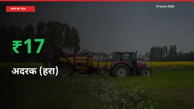 स्थानीय मंडी में अदरक (हरा) के दाम अचानक 16.63% उछले, किसान सतर्क