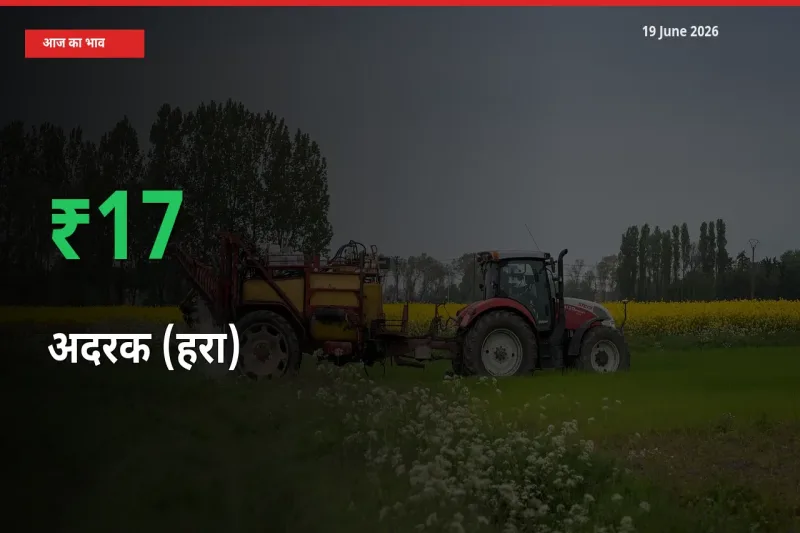 स्थानीय मंडी में अदरक (हरा) के दाम अचानक 16.63% उछले, किसान सतर्क