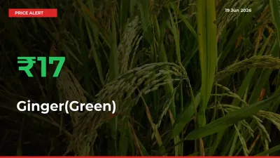 Ginger(Green) Mandi Rate Today: Prices Jump 16.63% at Market