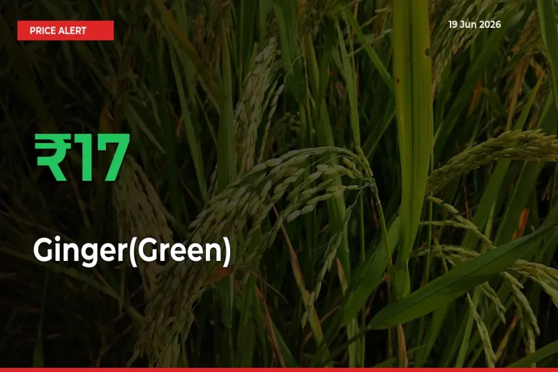 Ginger(Green) Mandi Rate Today: Prices Jump 16.63% at Market