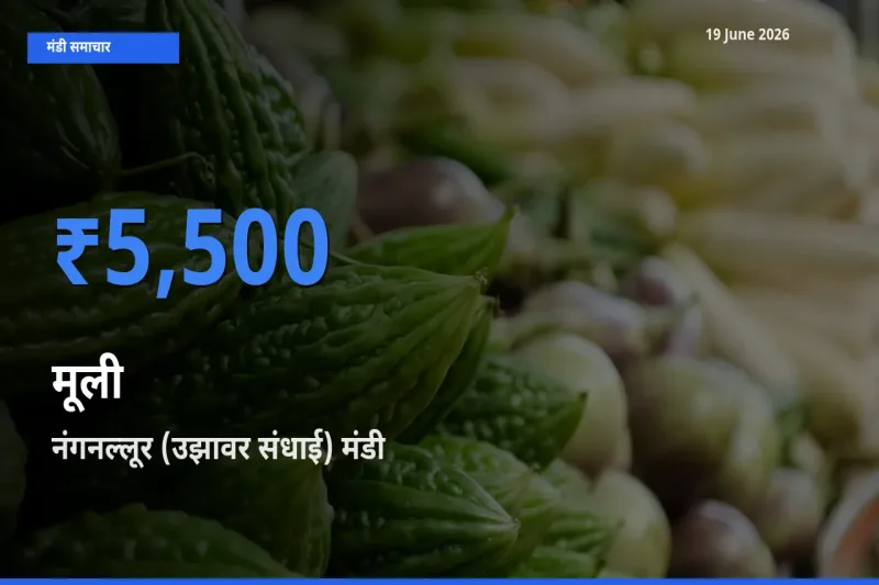 टॉप मंडी बना नंगनल्लूर (उझावर संधाई)! मूली के सबसे ऊँचे दाम यहीं दर्ज